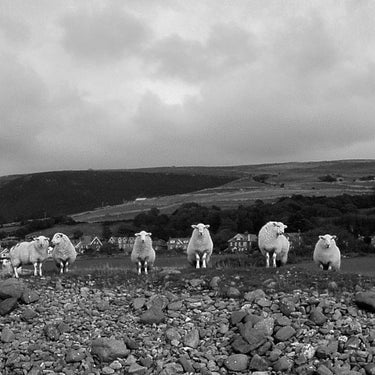 Sheep | Mounted Print