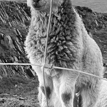Little lamb | Mounted Print