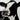 Gwartheg Fresian | Fresian Cow