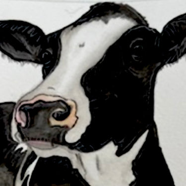 Gwartheg Fresian | Fresian Cow