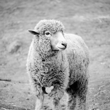 Larger Lamb | Mounted Print